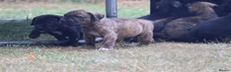 Presa Canario dogs for sale: World class presa canarios  - Advert 14