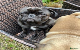 Pug dogs for stud: Jack and Victor -Glaswegian pug brothers for stud - Image 9