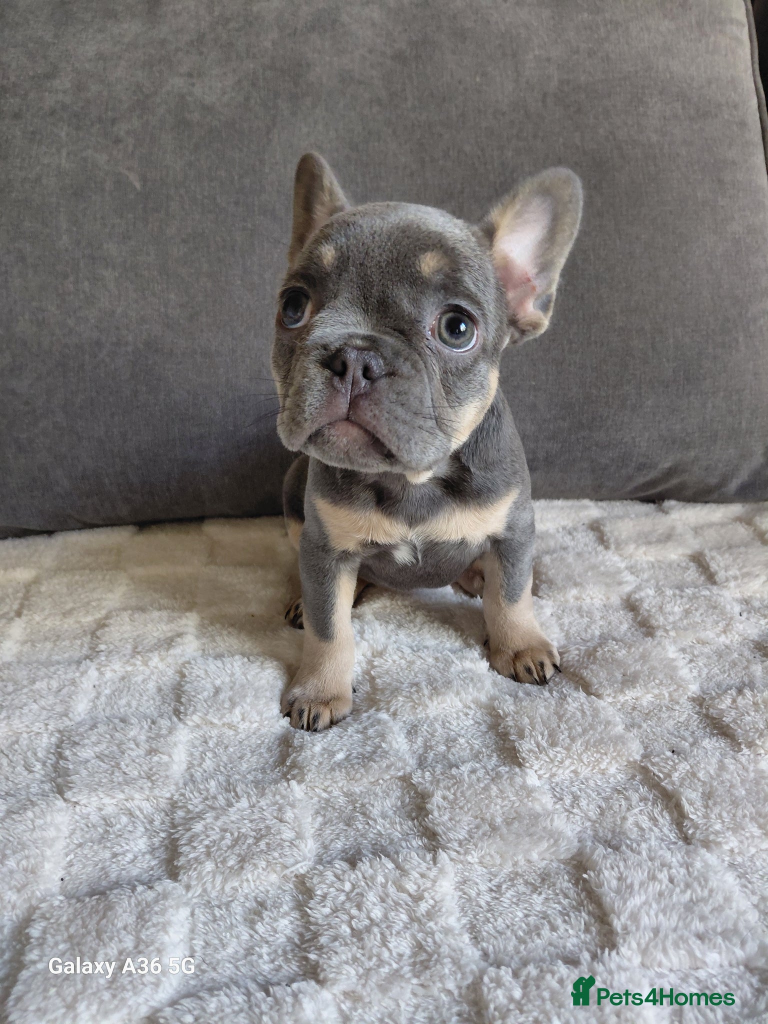 French Bulldog dogs French Bulldog Puppies - Advert 16