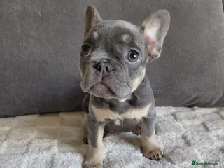 French Bulldog dogs French Bulldog Puppies - Advert 16