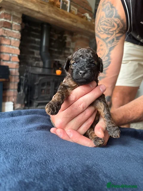Cavapoo dogs Cavapoo puppies Only 3 Left ❤️ - Advert 4