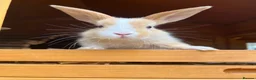Mixed Breed rabbits for sale: Mixed Gender Rabbits - Advert 1