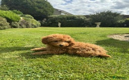 Toy Poodle dogs for sale: Toy poodle puppies looking for their forever home  - Image 17