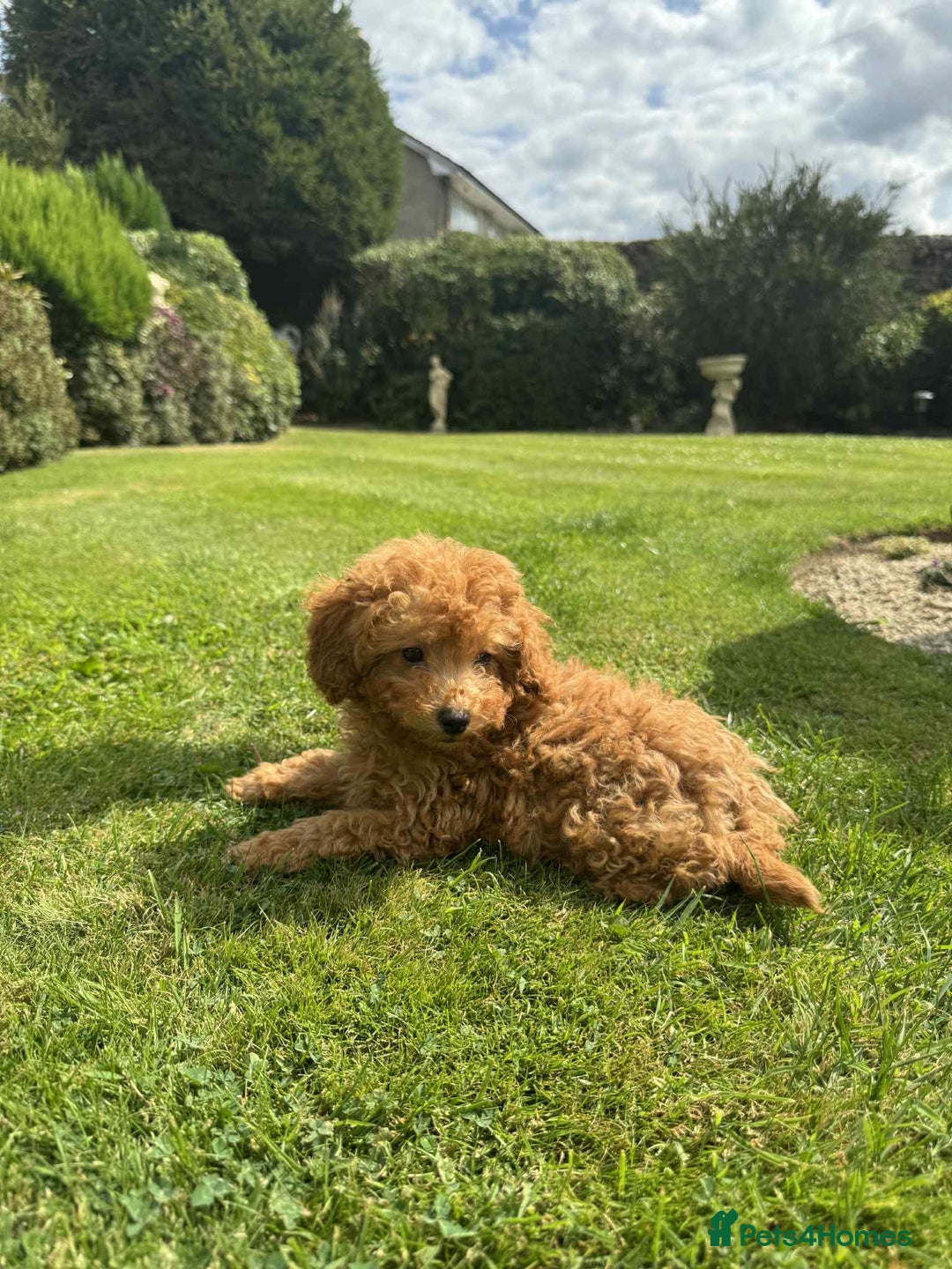 Toy Poodle dogs for sale: Toy poodle puppies looking for their forever home  - Image 17