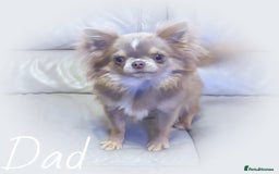 Chihuahua dogs for sale: KC REG HEALTH TESTED CHIHUAHUA BABIES - Image 20