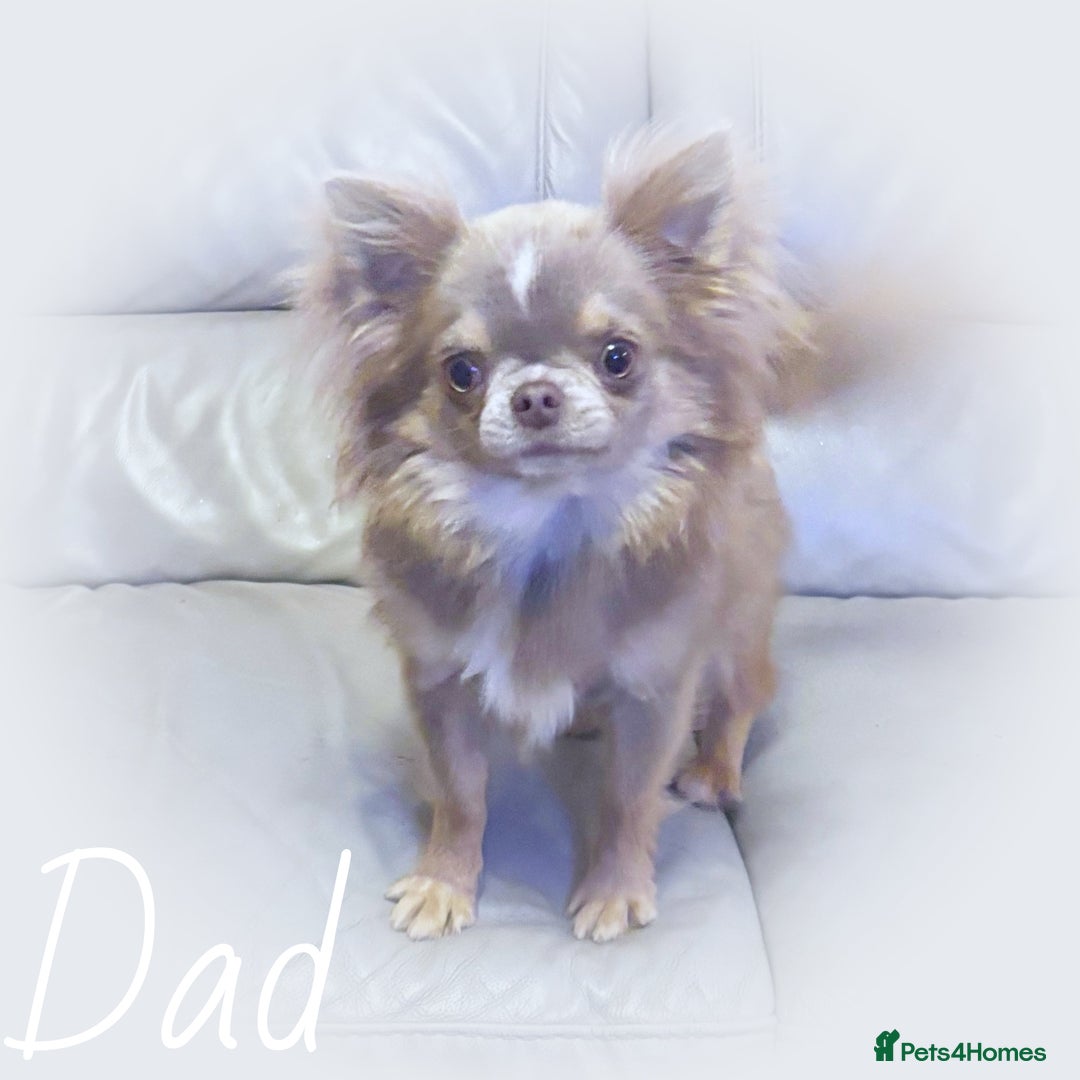 Chihuahua dogs for sale: KC REG HEALTH TESTED CHIHUAHUA BABIES - Image 20