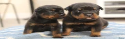 Rottweiler dogs for sale: Exceptional KC Pedigree Rottweilers - Advert 6