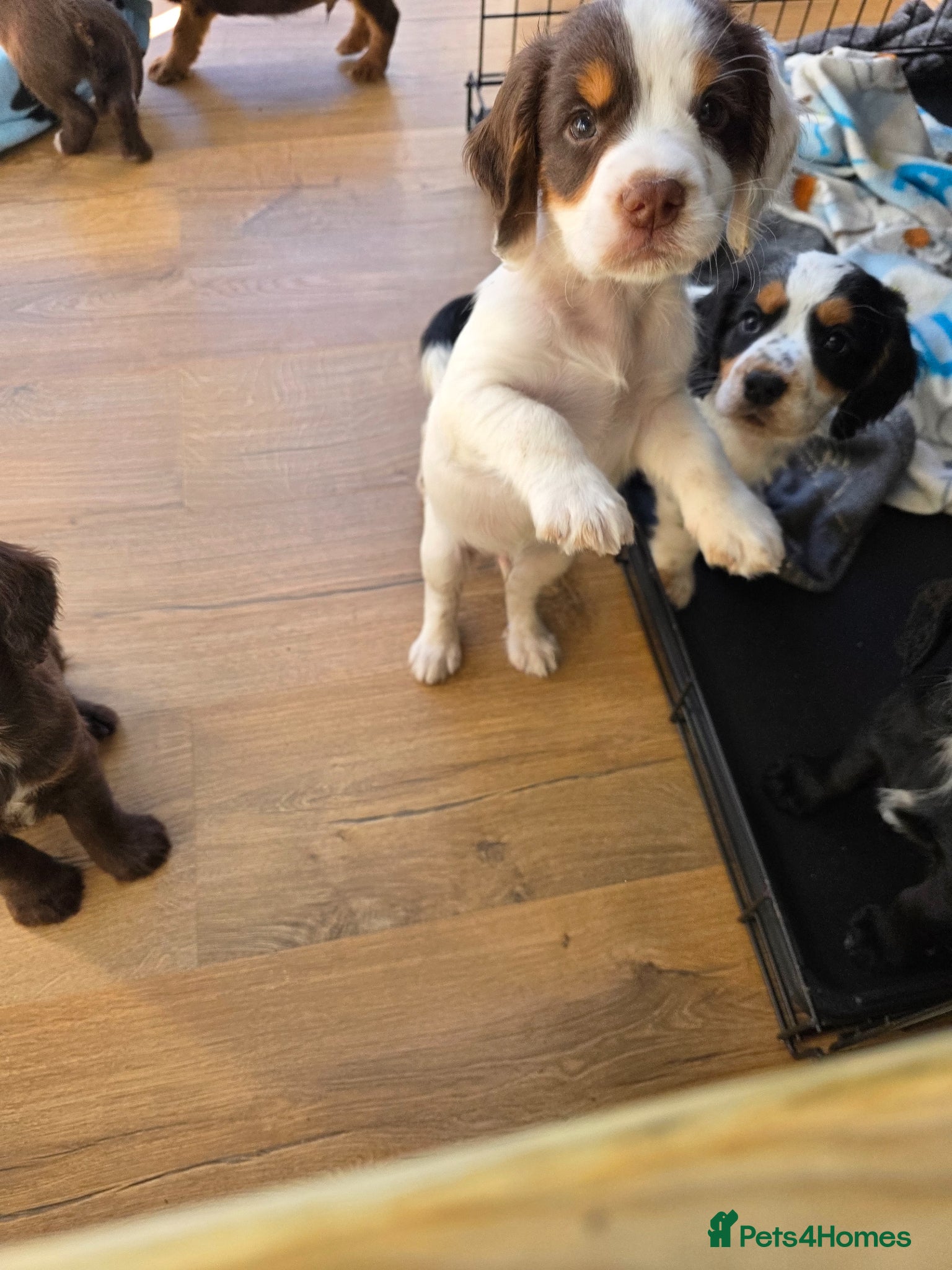 Cocker Spaniel dogs Stunning tri colour cocker boy avalible  - Advert 2