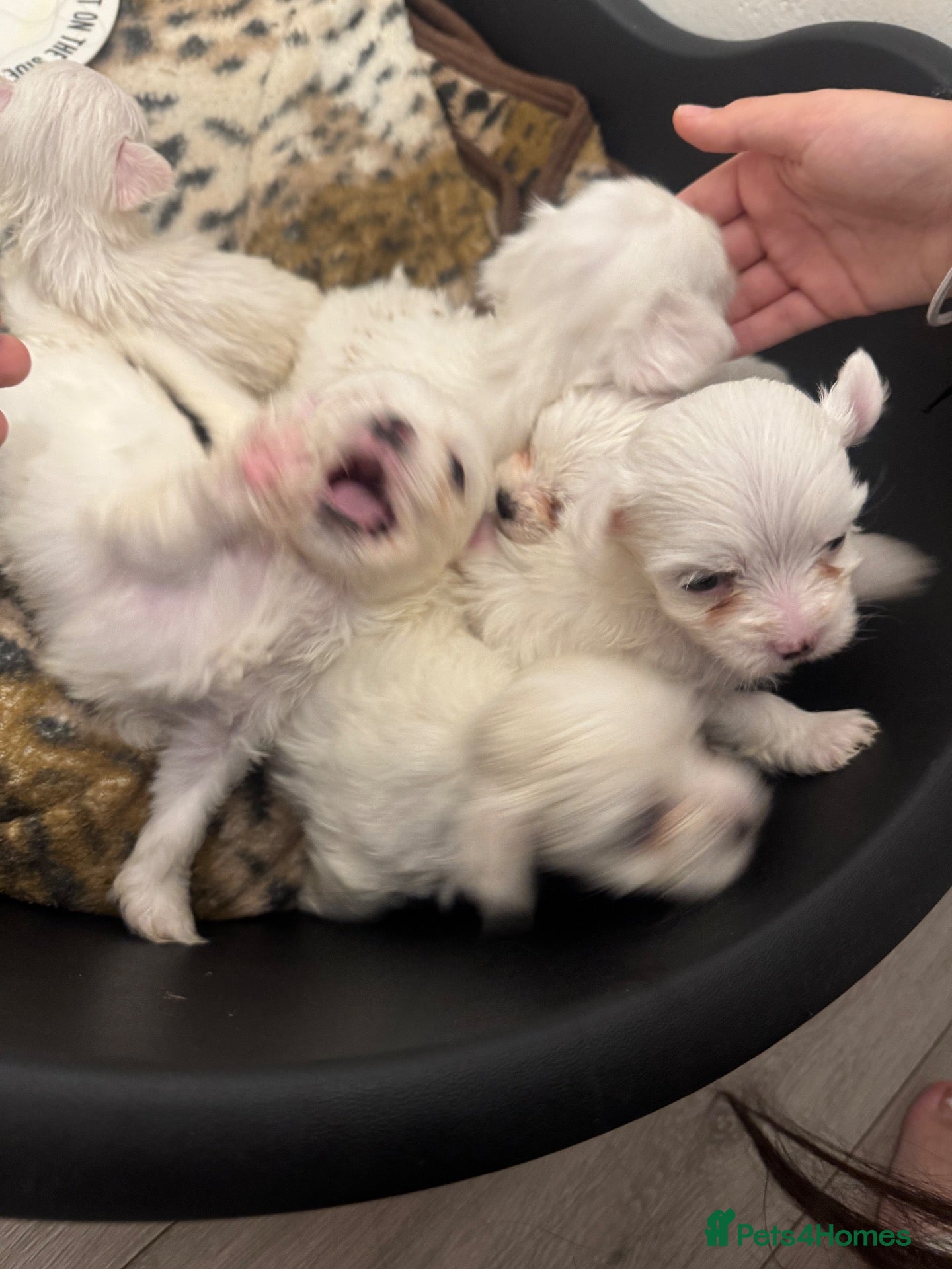 Bichon Frise dogs Bichon Maltese For sale - Advert 4