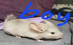 Chinchilla rodents for sale: We have several baby chinchillas  - Image 2