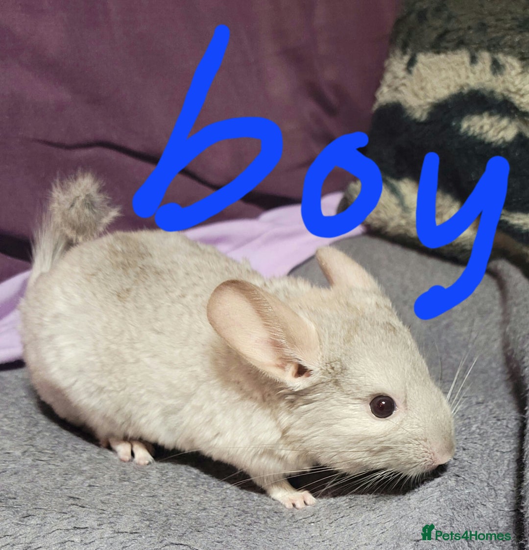 Chinchilla rodents for sale: We have several baby chinchillas  - Image 2