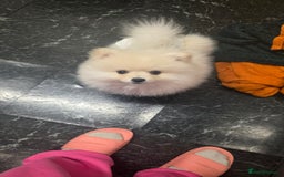 Pomeranian dogs for sale: Little Pomeranian puppy  - Advert 5