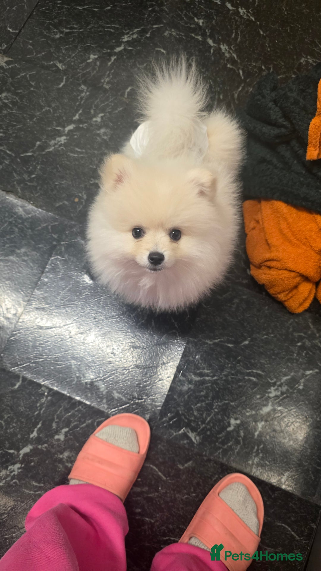 Pomeranian dogs for sale: Little Pomeranian puppy  - Advert 5