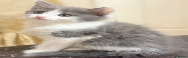 LONG HAIR FLUFFY FEMALE