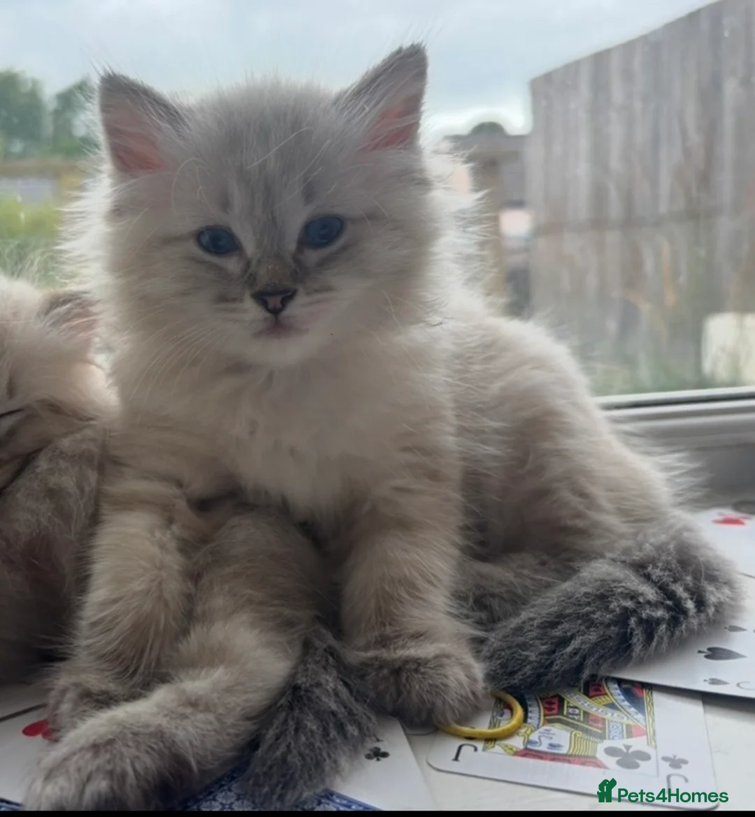 Ragdoll cats for sale: ✨ READY SOON ✨ Ragdoll Siberian Kittens - Advert 37