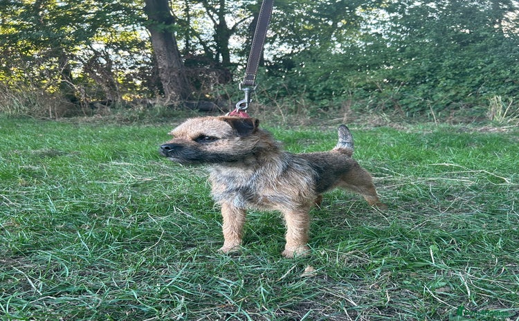 Border Terrier dogs - Advert 1