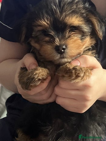 Yorkshire Terrier dogs - Advert 5