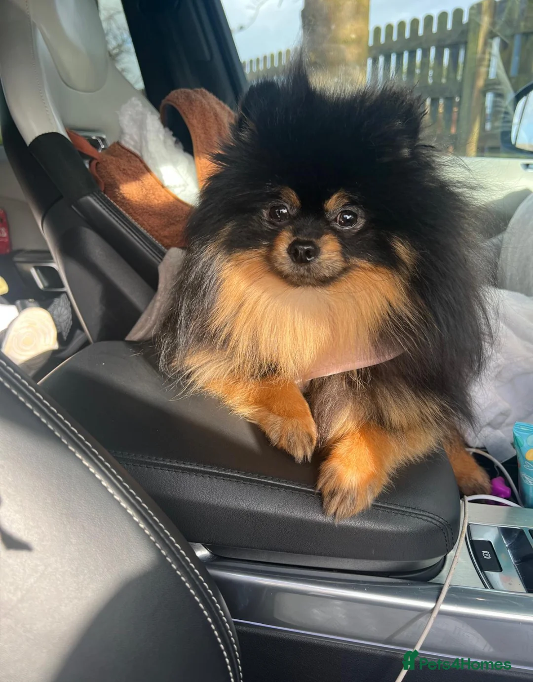 Pomeranian dogs for sale: BLACK AND TAN BOY💙 perfect pet or stud✨🚀 - Advert 1