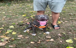 Mixed Breed dogs for sale: Staff x cane corso  - Image 1