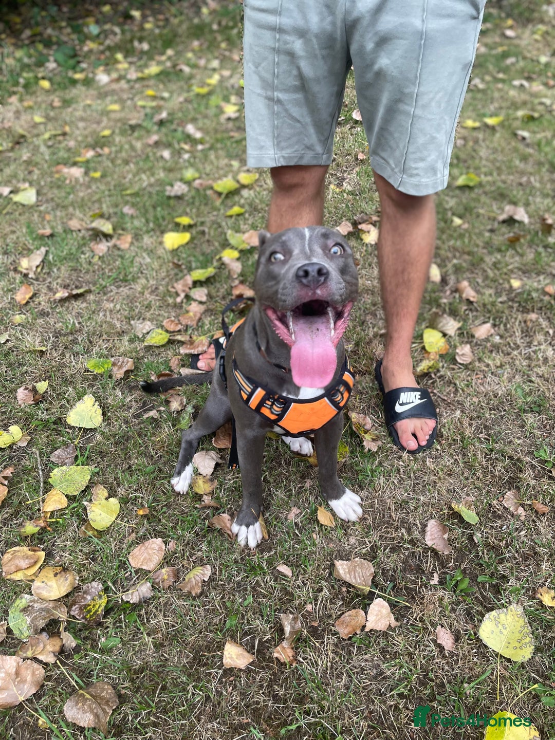 Mixed Breed dogs for sale: Staff x cane corso  - Image 1