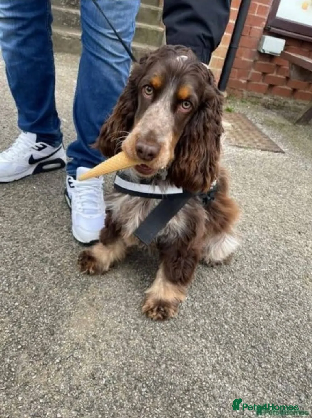 Cocker Spaniel dogs for sale: Show Cockers ~ WAITING LISTS OPENED ~ 2 LITTERS  - Advert 4