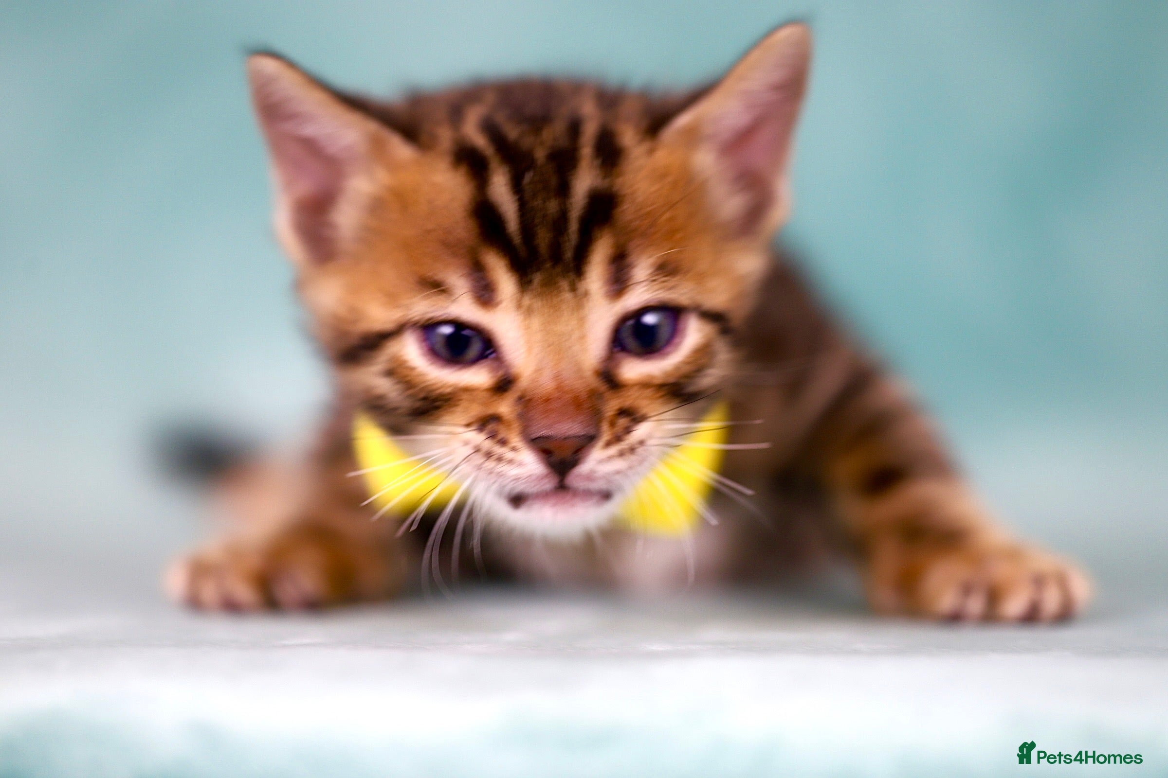 Bengal cats for sale: VIP Rare Clouded Bengal Kittens - Advert 10