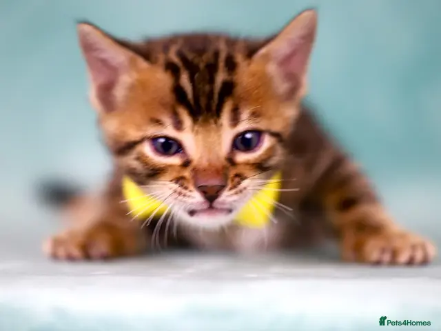 Bengal cats for sale: VIP Rare Clouded Bengal Kittens - Advert 10