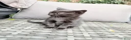 Mixed Breed cats for sale: 3 Adorable Scottish Fold Cross Kittens - Advert 13