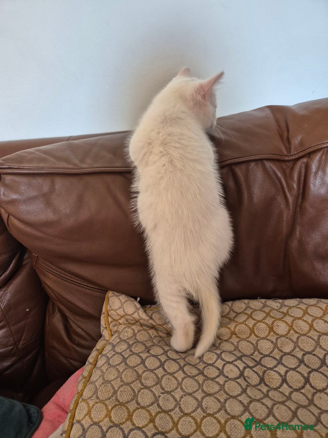 Bengal cats for sale: READY TO GO, BENGAL CROSS KITTEN FEMALE REDUCED  in Tamworth - Image 4