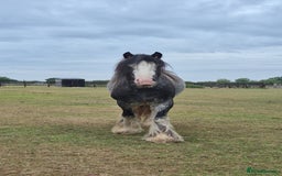 Irish Cob horses for sale: Puddles  - Image 6