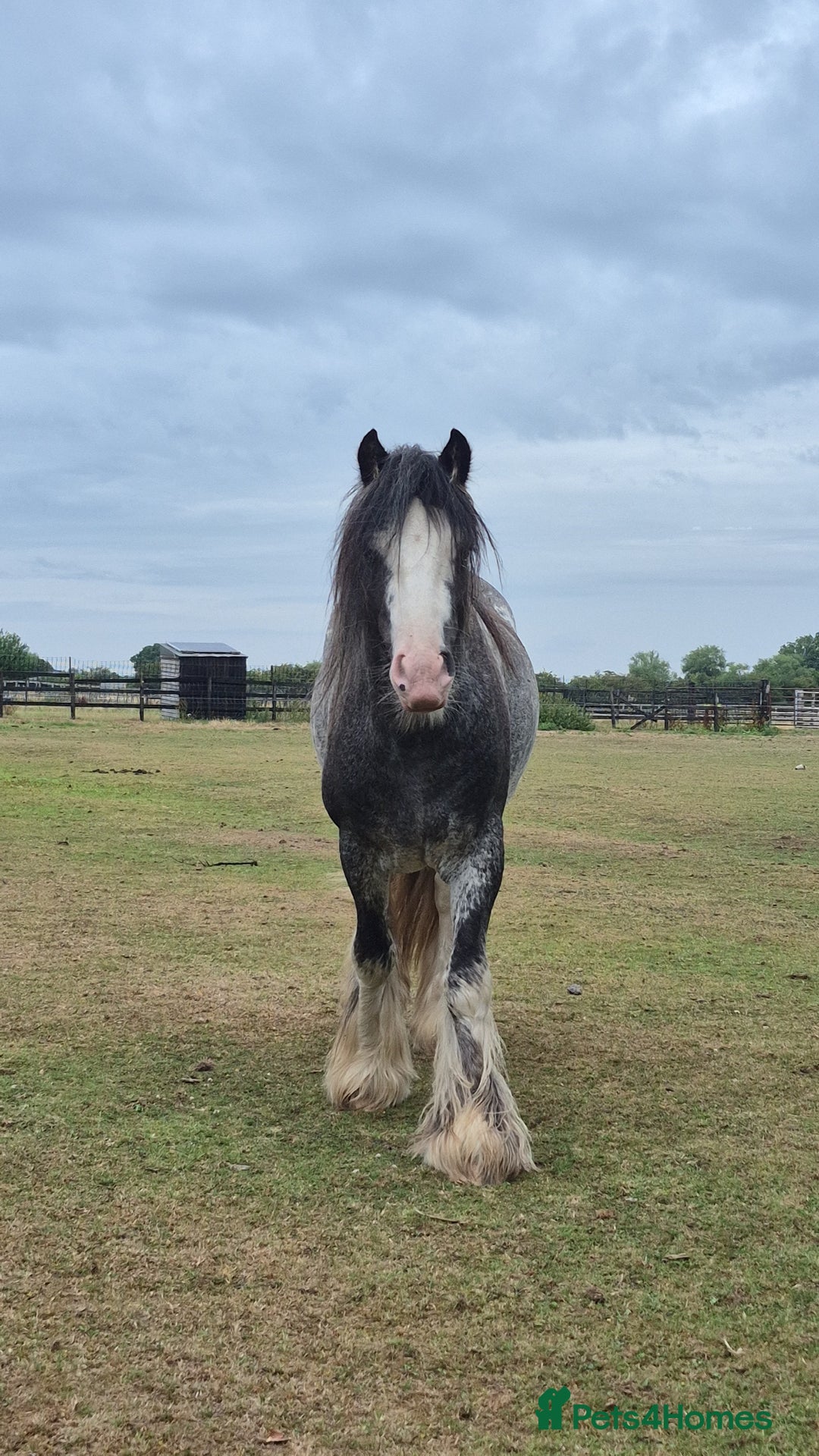 Irish Cob horses for sale: Puddles  - Image 6