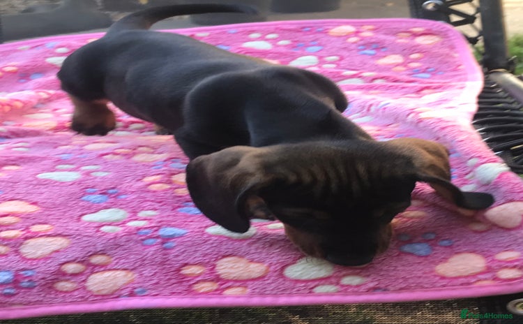 Dachshund dogs - Advert 4