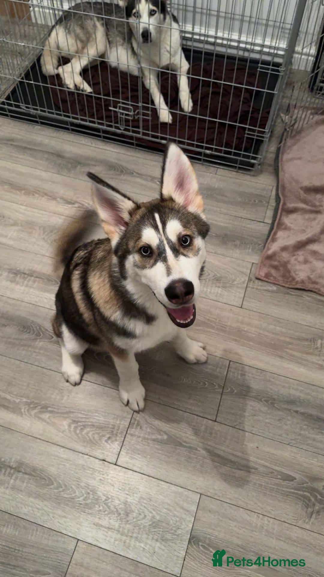 Siberian Husky dogs 💙🐺 Handsome Proven Husky Stud Available 🐺💙 - Advert 6