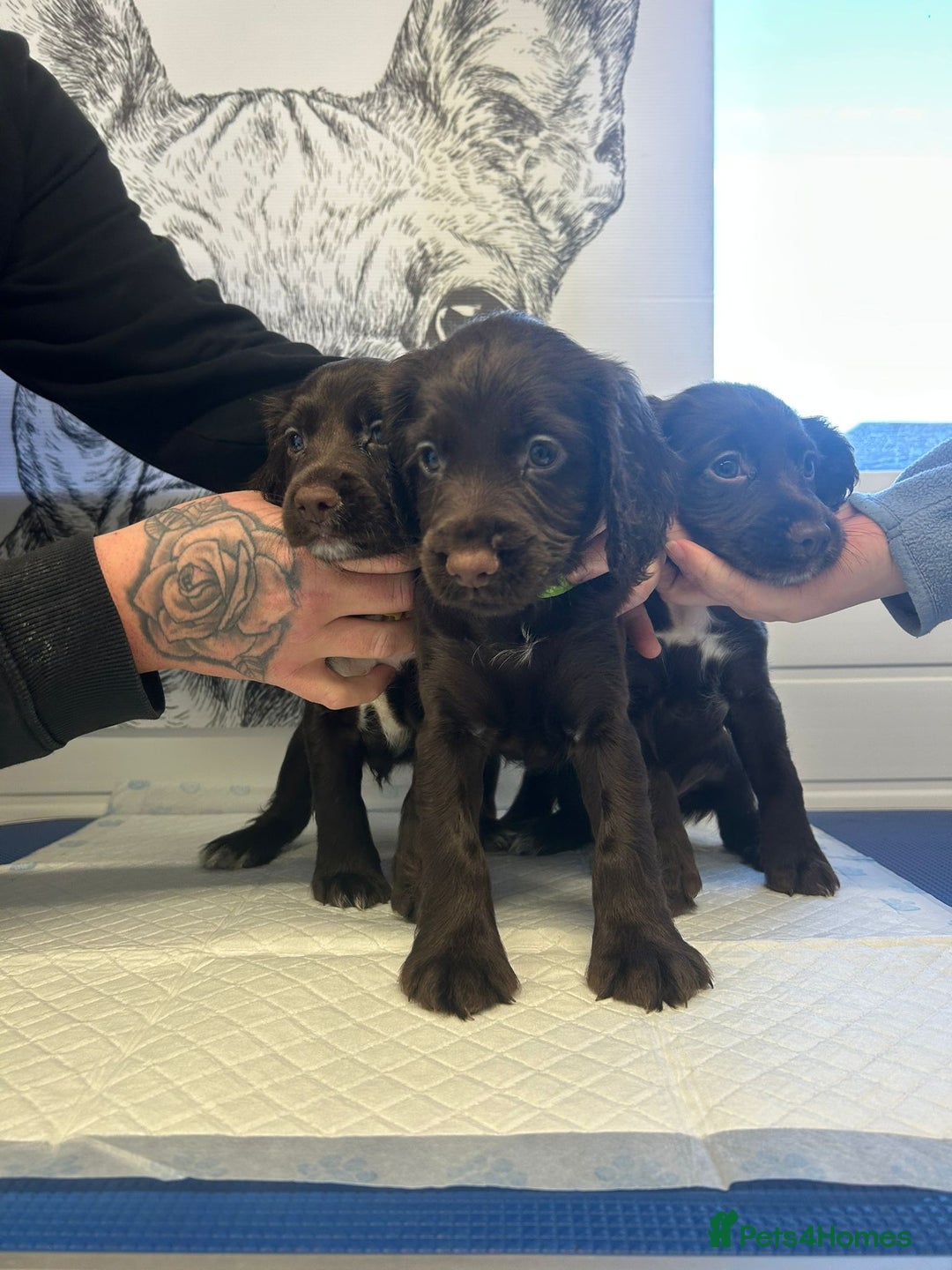 Sprocker dogs for sale: 2 girls 1 boy available - Advert 5