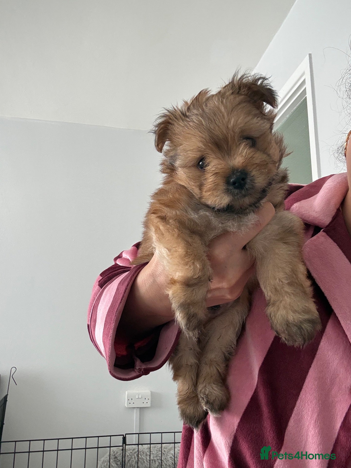 Mixed Breed dogs Yorkie pom boys  - Advert 3