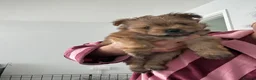 Mixed Breed dogs for sale: Yorkie pom boys  - Advert 1
