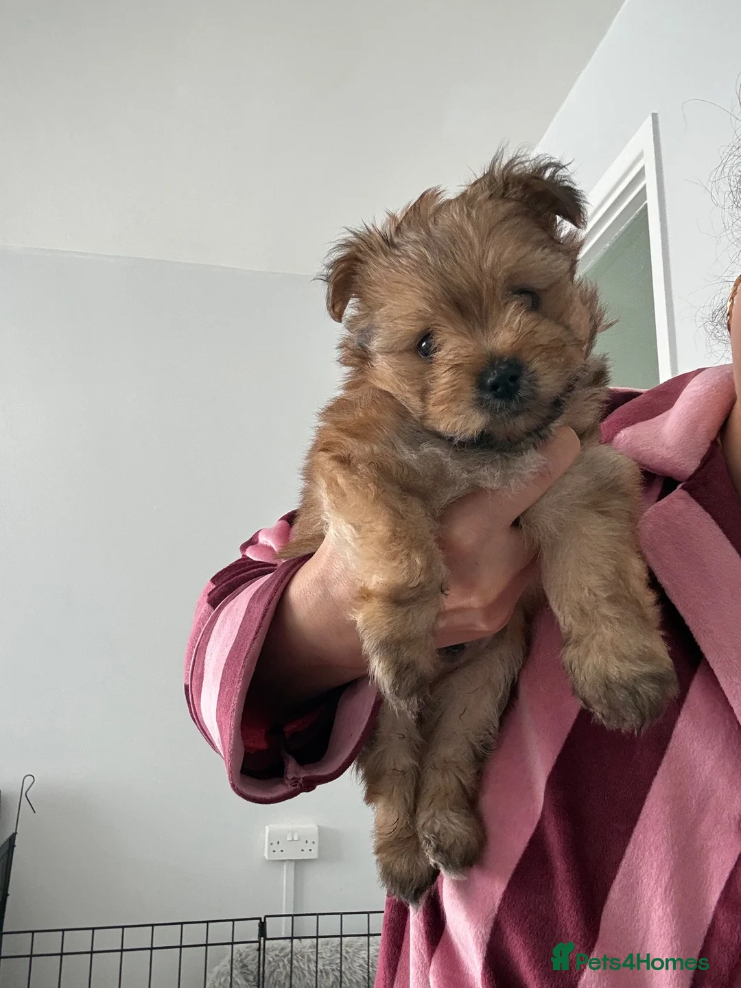 Mixed Breed dogs for sale: Yorkie pom boys  - Advert 1