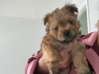 Mixed Breed dogs Yorkie pom boys - Advert 3