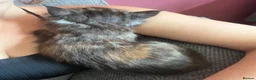 Maine Coon cats for sale: 5 Beautiful half Maine coon kittens  in Aldershot - Advert 17