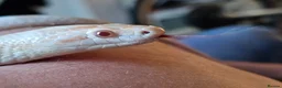 Corn Snake reptiles for sale: Male Adult Ghost Corn Snake 4 Years Old in Exeter - Advert 9