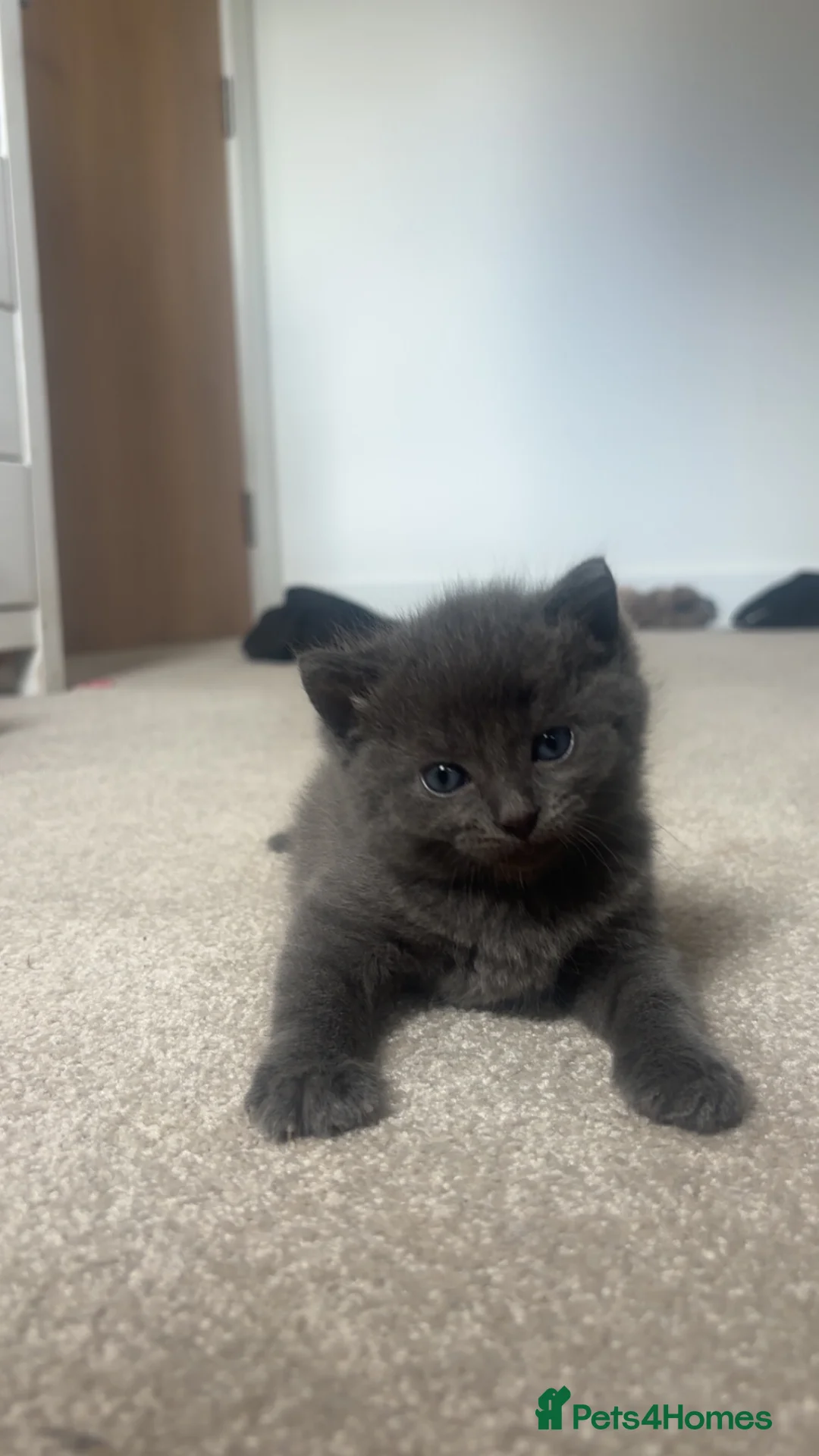 Scottish Fold cats for sale: Scottish fold mix and Russian Blue in ELY - Advert 2