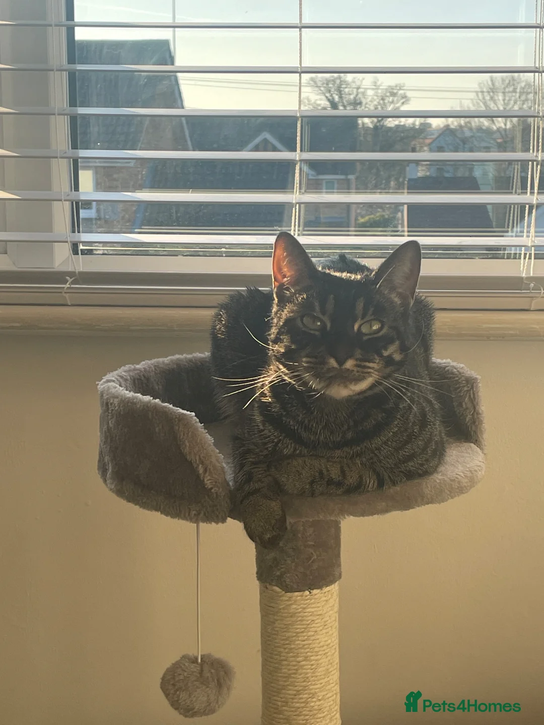 Mixed Breed cats for sale: Cat for sale  in Stanford-le-Hope - Advert 2