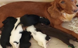 Cocker Spaniel dogs for sale: Kc Reg Working Cocker Spaniels. - Image 11