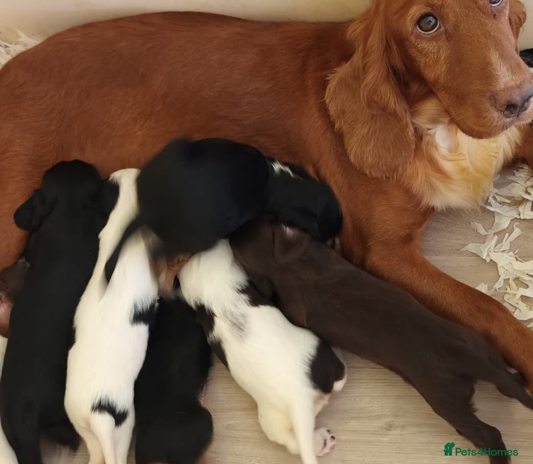 Cocker Spaniel dogs for sale: Kc Reg Working Cocker Spaniels. - Image 11