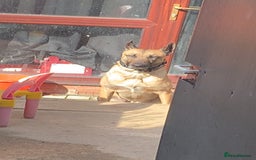 Belgian Shepherd Dog dogs for sale: Belgian Malinois - Image 3