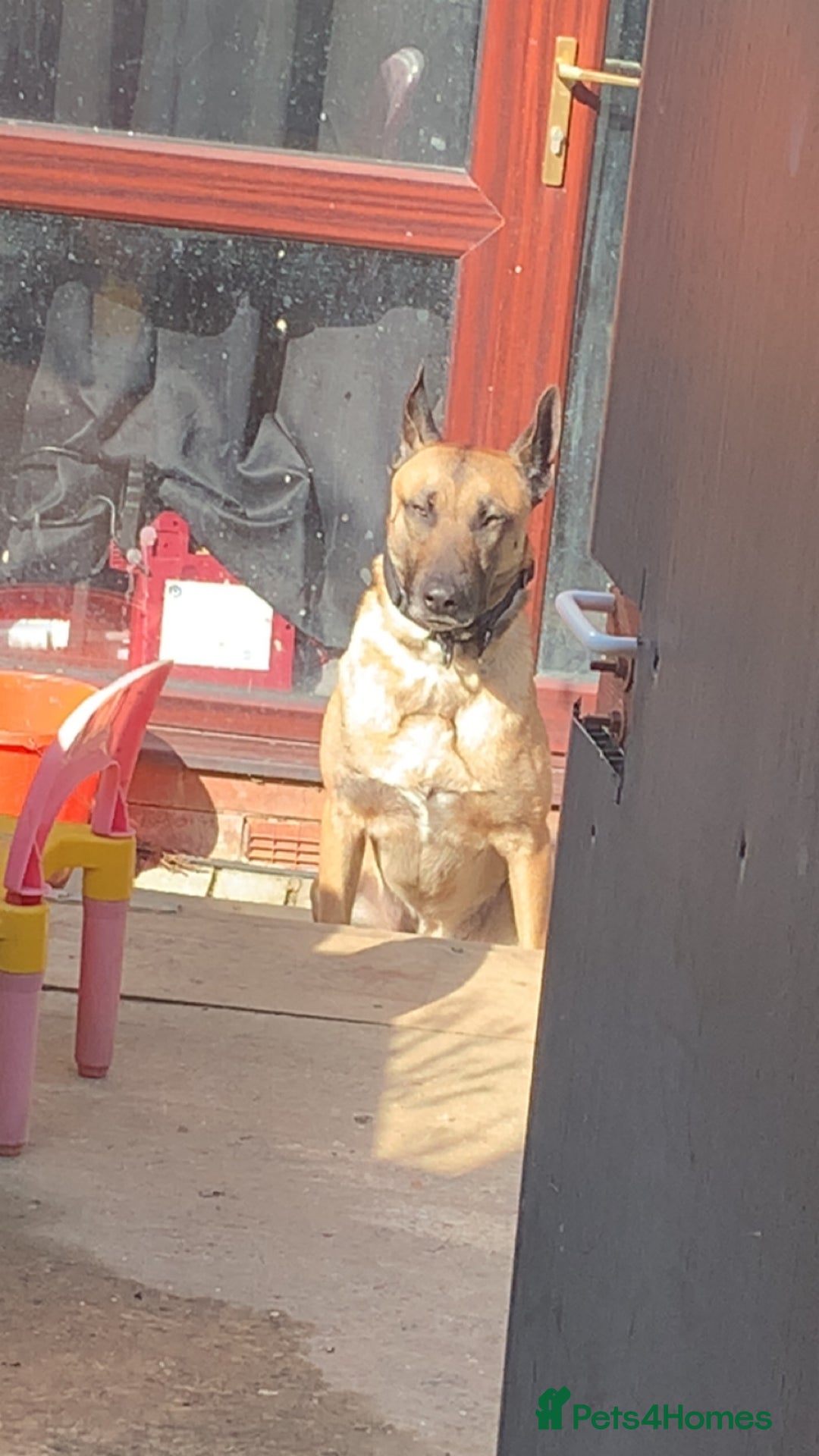 Belgian Shepherd Dog dogs for sale: Belgian Malinois - Image 3