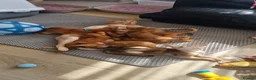 Abyssinian cats for sale: Abyssinian kittens  - Advert 2