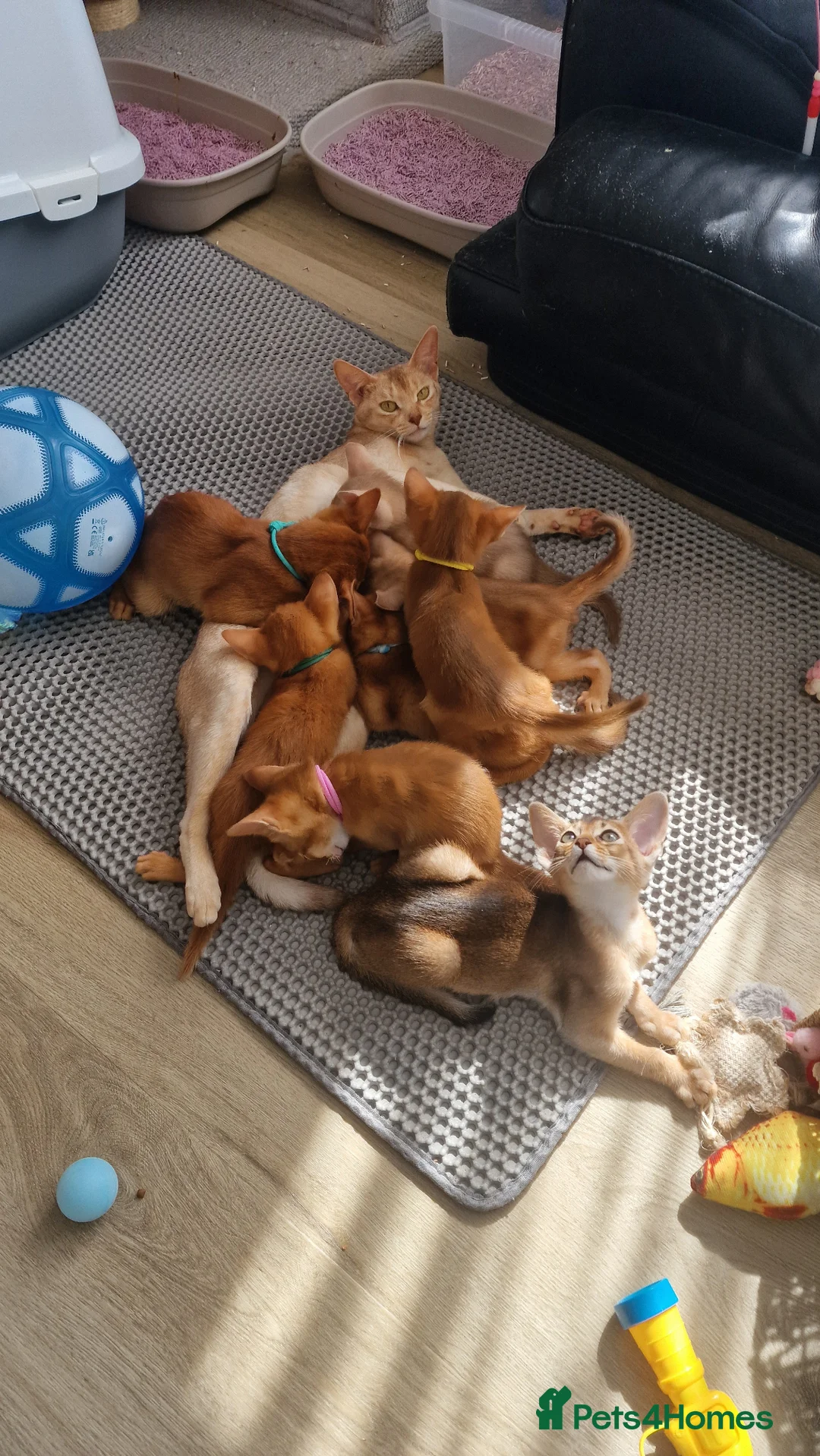 Abyssinian cats for sale: Abyssinian kittens  - Advert 2
