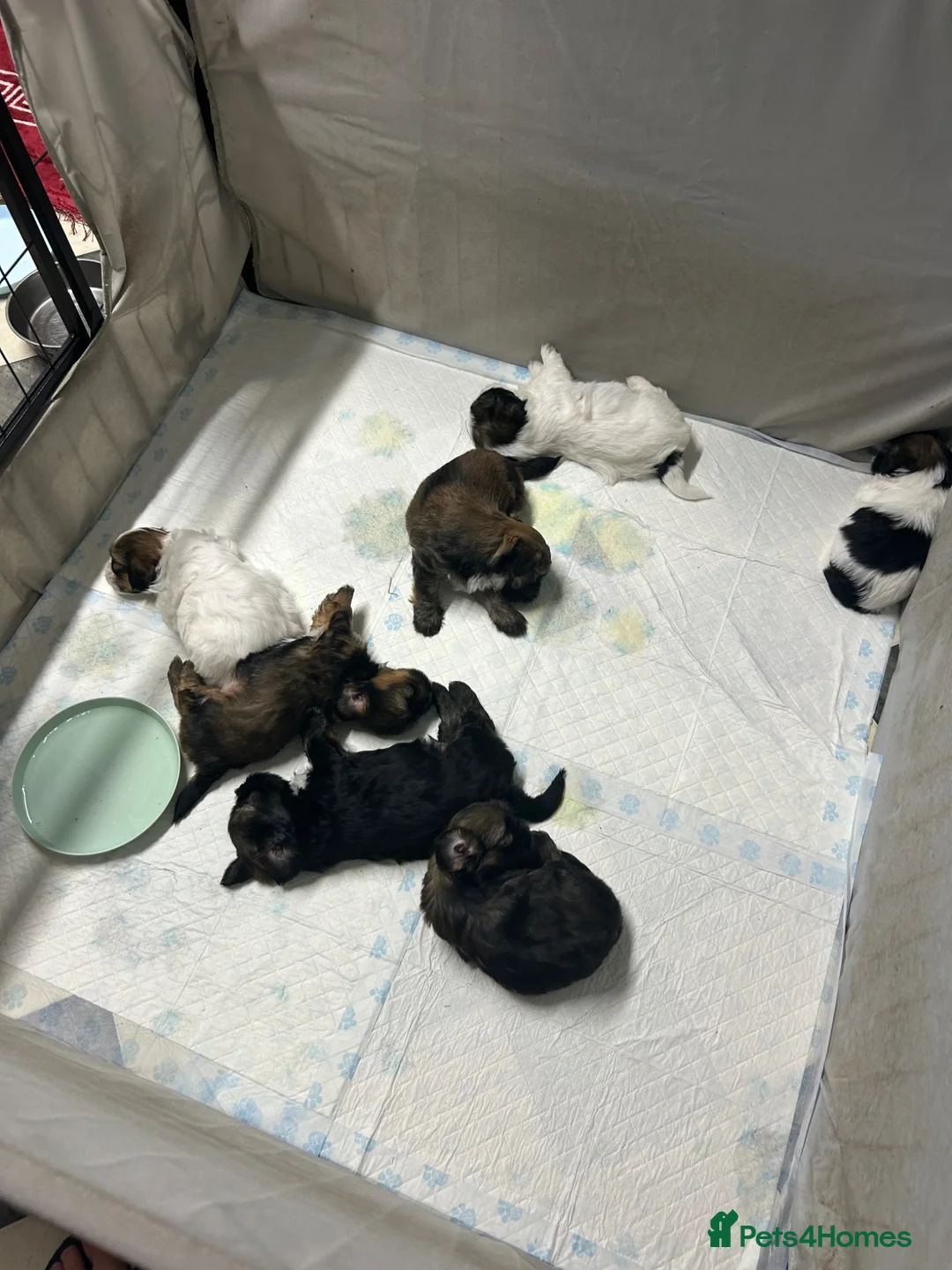 Shih Tzu dogs for sale: These 4 bundles of joy are so cute and cuddly  in Maidstone - Advert 2