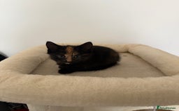 Mixed Breed cats for sale: Kittens for sale - Image 4